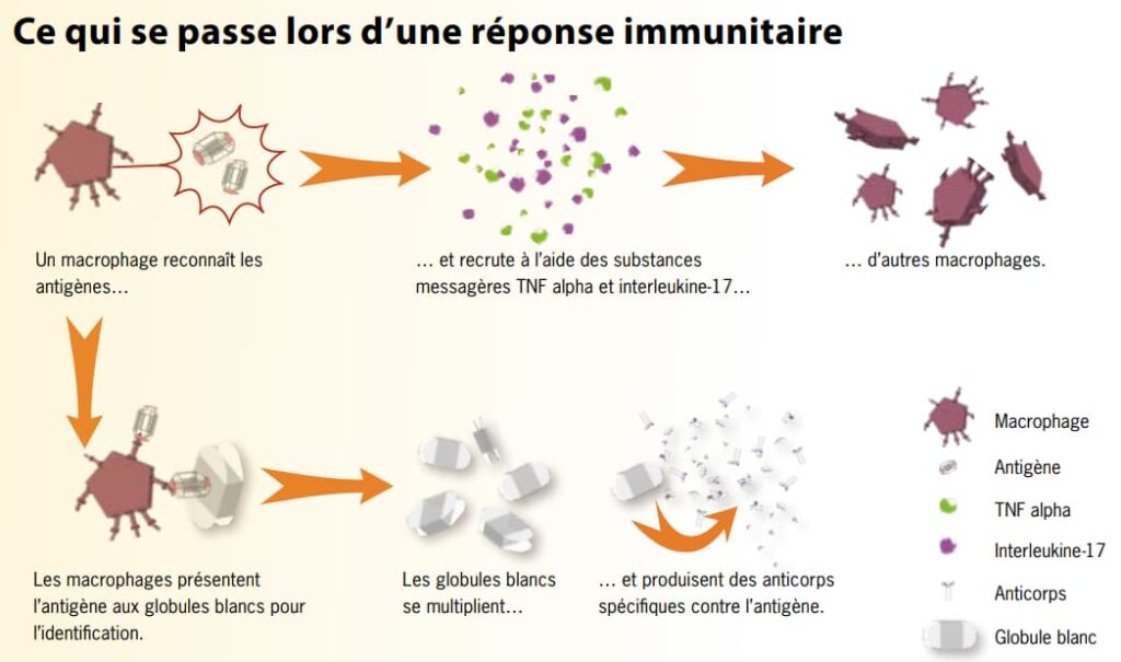 Dieses Bild hat ein leeres Alt-Attribut. Der Dateiname ist 2022-05-18-Immunsystem-und-Bechterew_Wenn-der-Freund-und-Helfer-angreift_fr-1024x605.jpg